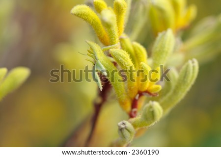 a bunch of the australian native plant Kangaroo Paws in yellow color