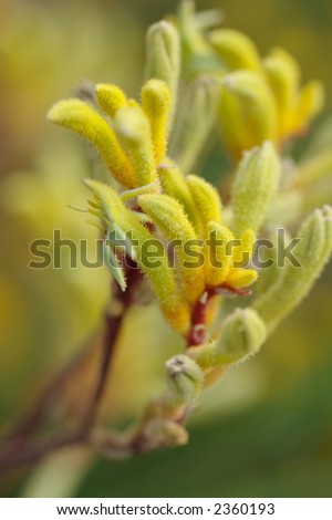 a few yellow Kangaroo Paws (Australian Native Flower)