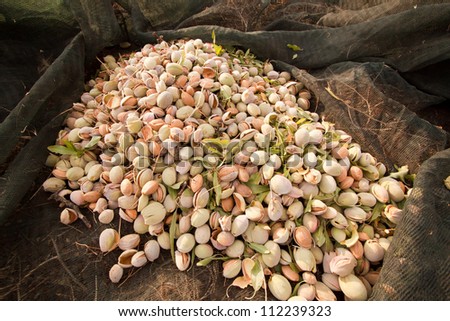 almonds harvest
