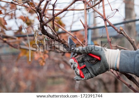 pruning the vineyard