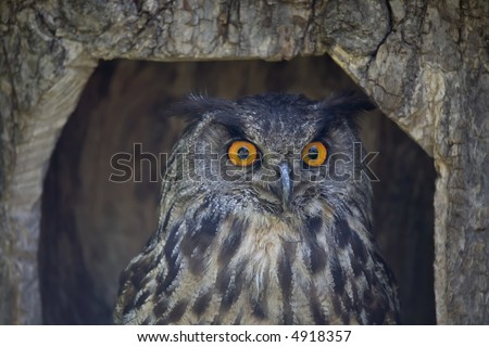 Portrait of wise owl with beautiful eyes