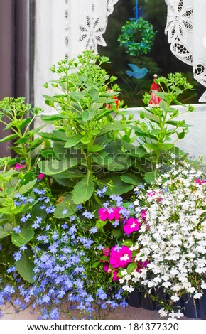 Window box with blue edging lobelia and butterfly stone crop plants