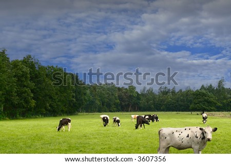 Meadow with cow and cloudy sky