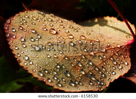 Leaf with dew drops,early morning