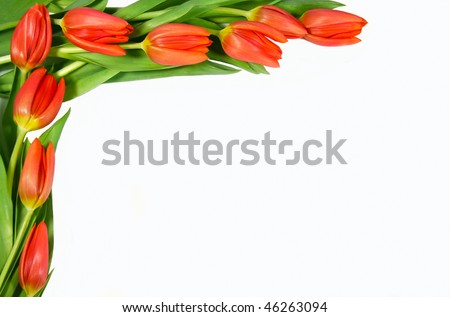Tulips Frame