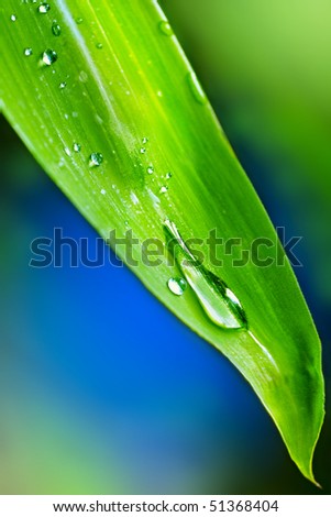 Closeup of Bamboo leave with running water drop on blue -green background
