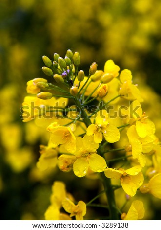 Yellow flowers. See other flowers in my portfolio