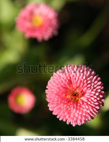 Pink flower. See other flowers in my portfolio