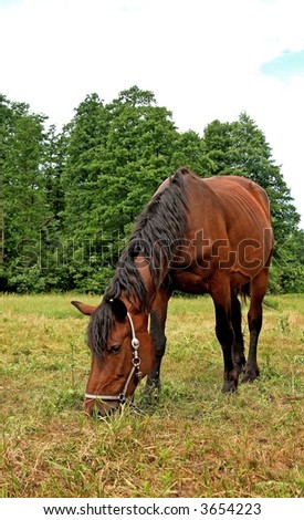 Single horse during his dinner