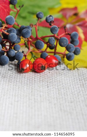 colorful autumn leaves, rose hips and wild grape closeup. Small shallow dof