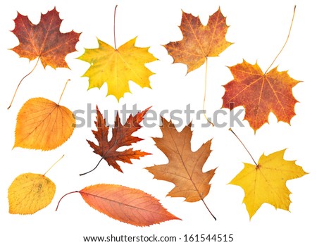 Set of beautiful colorful autumn leaves isolated on white