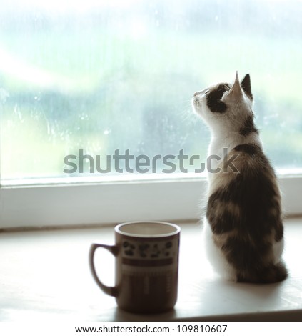 beautiful cat sitting on a window