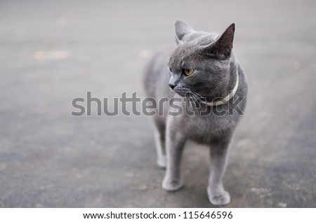 playful cat with a collar on the road