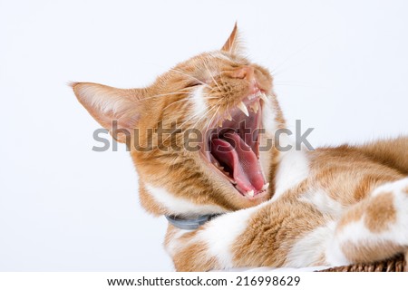 red cat with open mouth, yawning