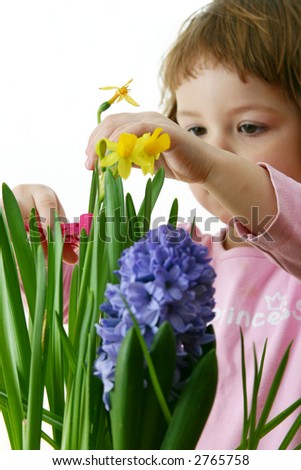 little cute girl curing spring flowers, isolated on white
