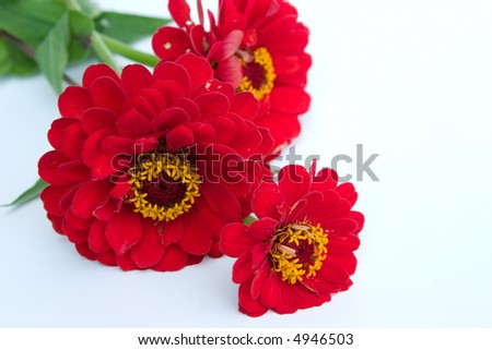 beautiful red flowers isolated on white background