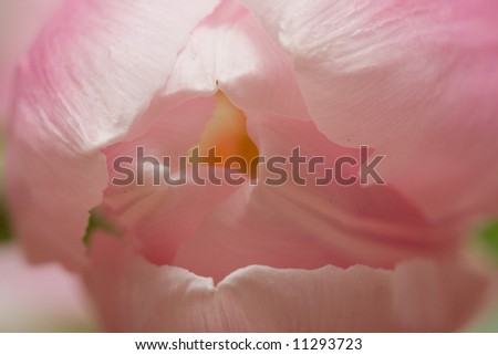 having a look inside fresh pink tulip