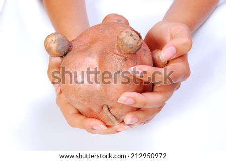 girl holding a giant potato