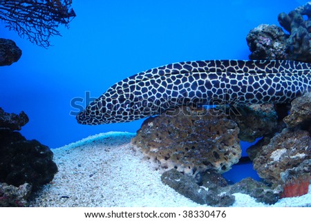 Tiger Moray