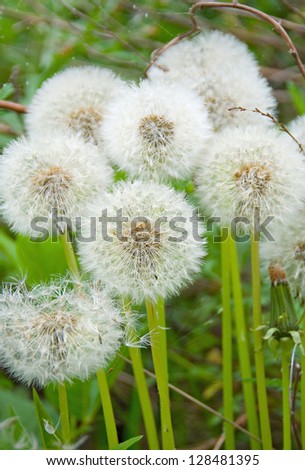 Dandelions, dandelion meadow, white flowers in green grass