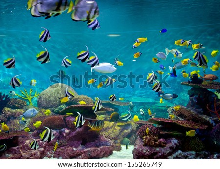 Fishes and coral underwater life Fishes and coral underwater life