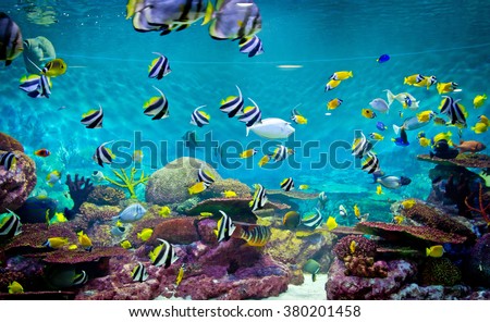 Fishes and coral, underwater life, tropical sea