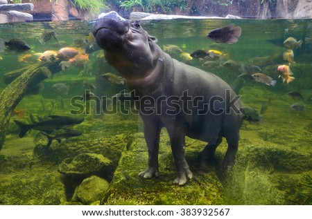 Hippo underwater, pygmy hippopotamus in water with fish  through glass, Khao Kheo open zoo, Thailand