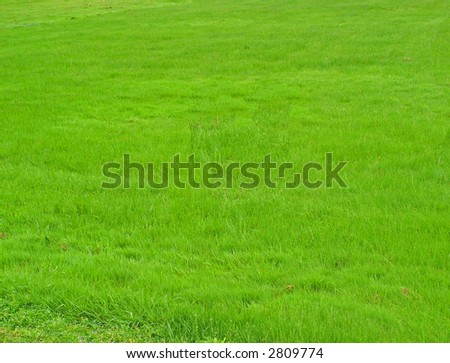 Green Carpet Texture