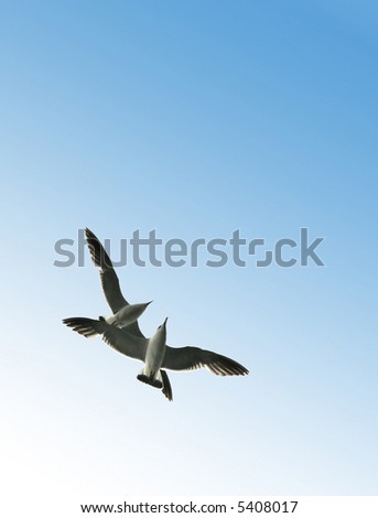Couple of soaring seagulls