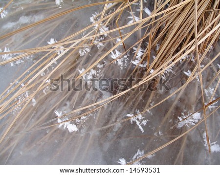 winter background wallpaper. stock photo : Grass and ice, winter background, wallpaper