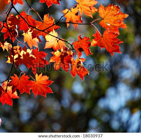 Autumnal maple, background