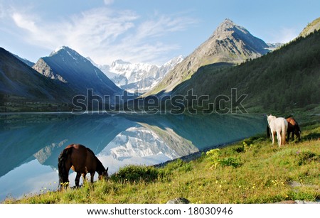 Horses near mountain lake Ak-kem, Altai, Russia