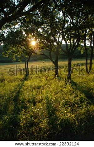 Sun through trees, evening forest