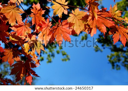 Autumnal leaves of maple, background for text