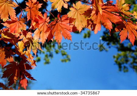 Autumnal leaves of maple, background for text