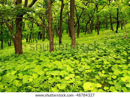 wallpaper green forest. stock photo : Green forest,