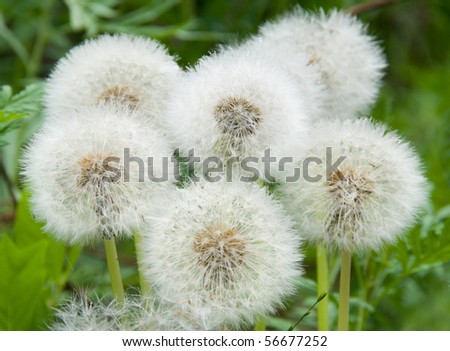 Dandelions, dandelion meadow, white flowers in green grass