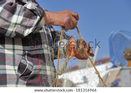 Professional fisherman detaching red gurnard fishnet after fishing at the sea
