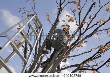 KYOTO, JAPAN-NOVEMBER 10, 2014; Gardener pruning a tree, seen from below.November 10, 2014 Kyoto, Japan