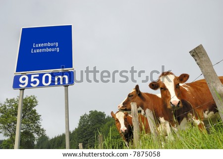 Cows at the border of Luxembourg in Europe