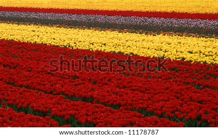 Multi colored tulip field in the Netherlands