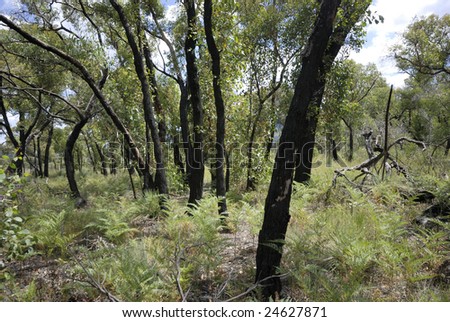 Forest in Victoria, Australia one year after a severe bushfire