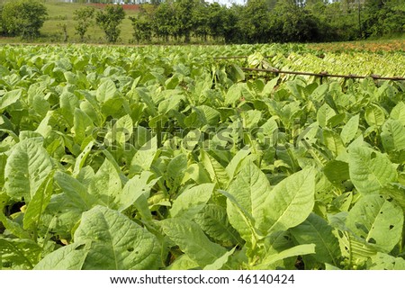Tobacco field in Cuba just before the harvest