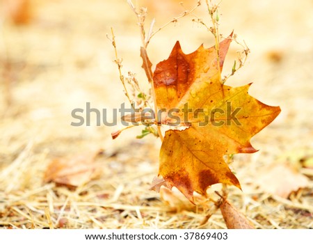 An Autumn leaf after a storm stuck in small plant