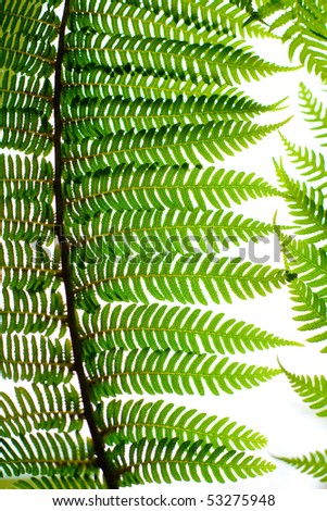 Fern Plant leaf