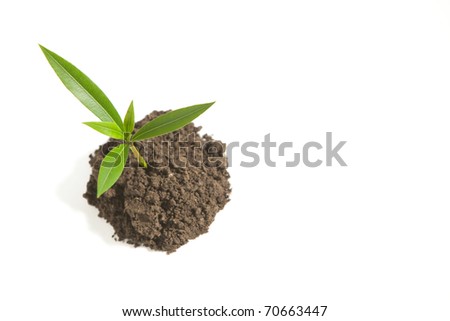 A Young Sprout in Dirt Isolated on White
