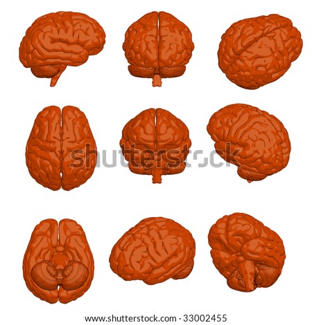 human brain cartoon. stock photo : Cartoon style 3D