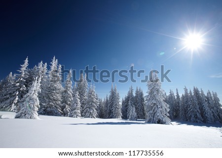 Winter Landscape In The Forest