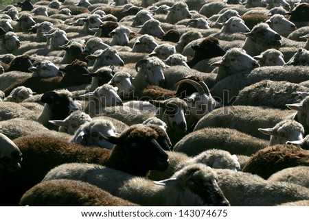 Flock of sheep with central sheep