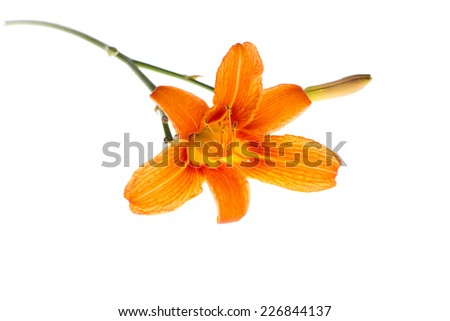 Two orange lily flowers. Isolated on white background